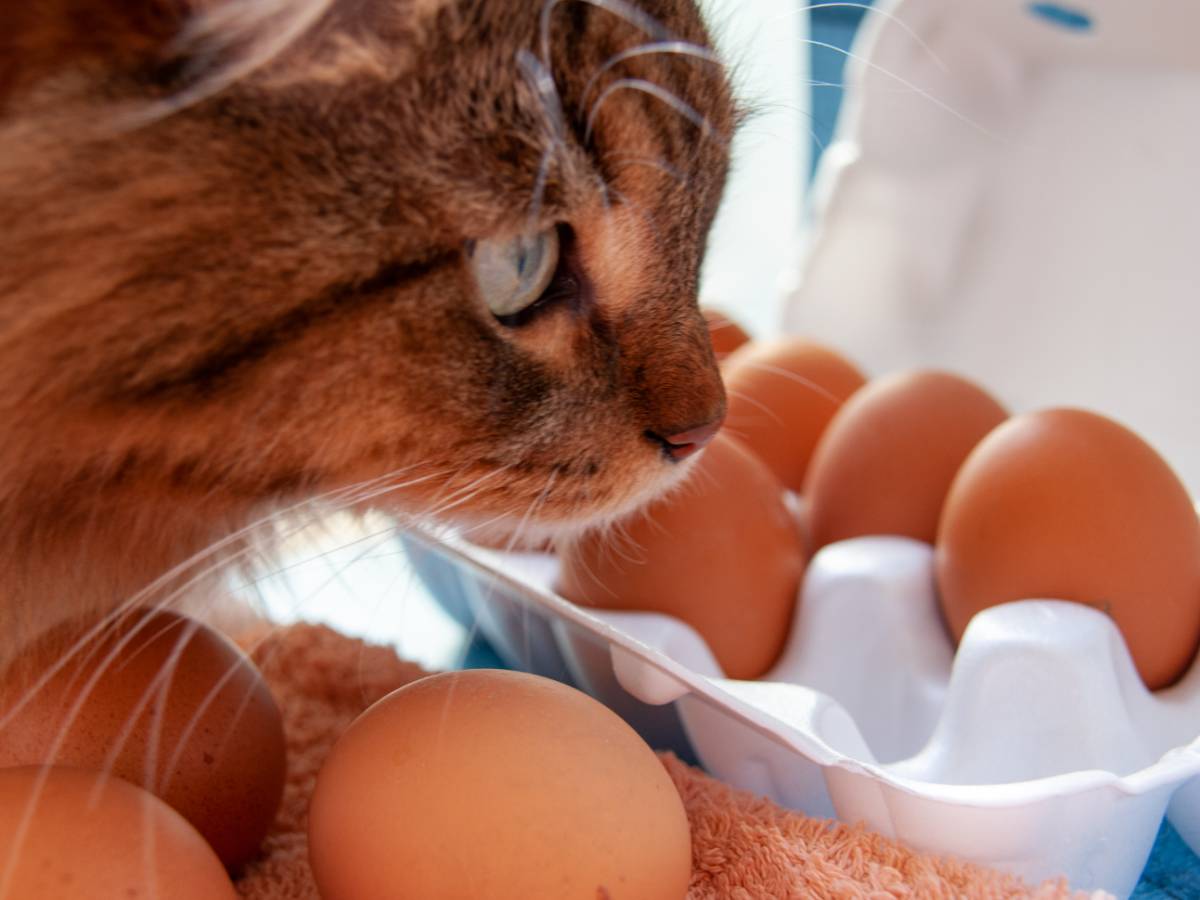 Аналитики предрекли, что продукты питания в России будут дорожать постепенно Что будет с ценами на продукты и товары в июле? Прогноз от экспертов
