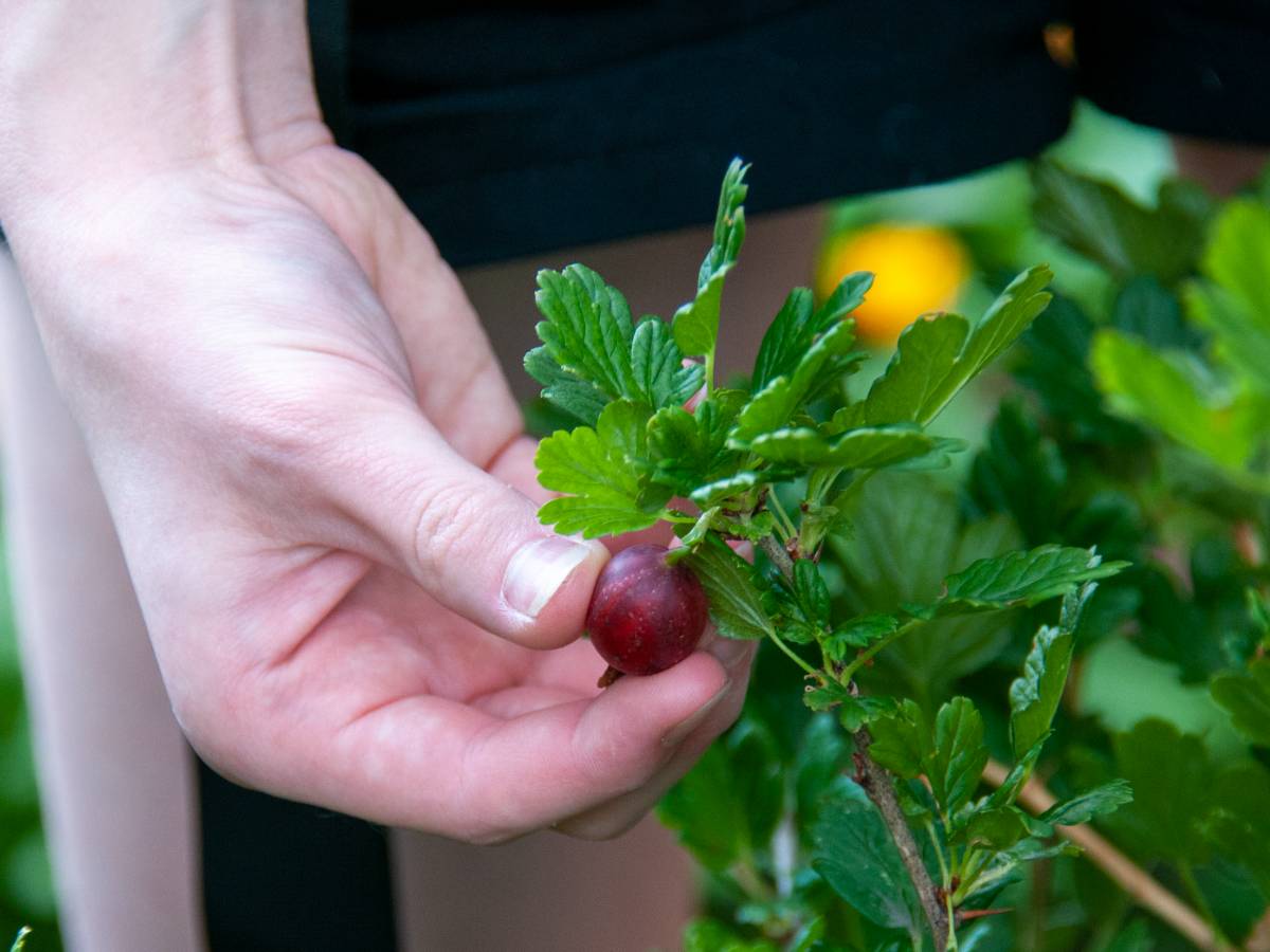 Продукты, которые помогут сохранить тонкую талию Для зрелых дам: добавьте эти продукты в меню, чтобы сохранить тонкую талию надолго